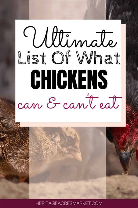 The ULTIMATE list of what chickens CAN and CANNOT eat.
